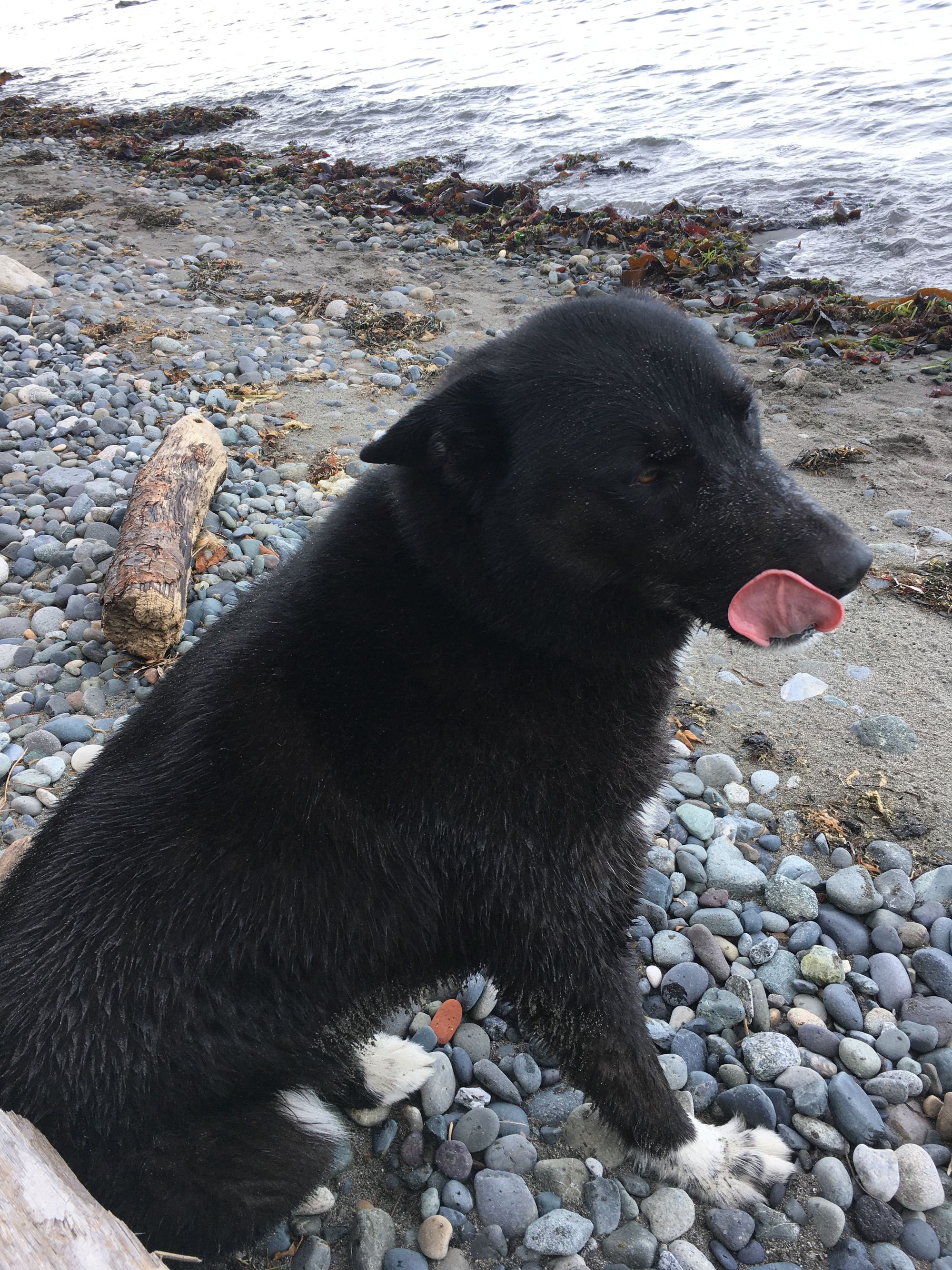 mostly black dog totally wet and sandy from head to toe with his tongue licking the tops of his lips. he sits on rocky beach with algae and a small piece of driftwood behind him at the water's edge.