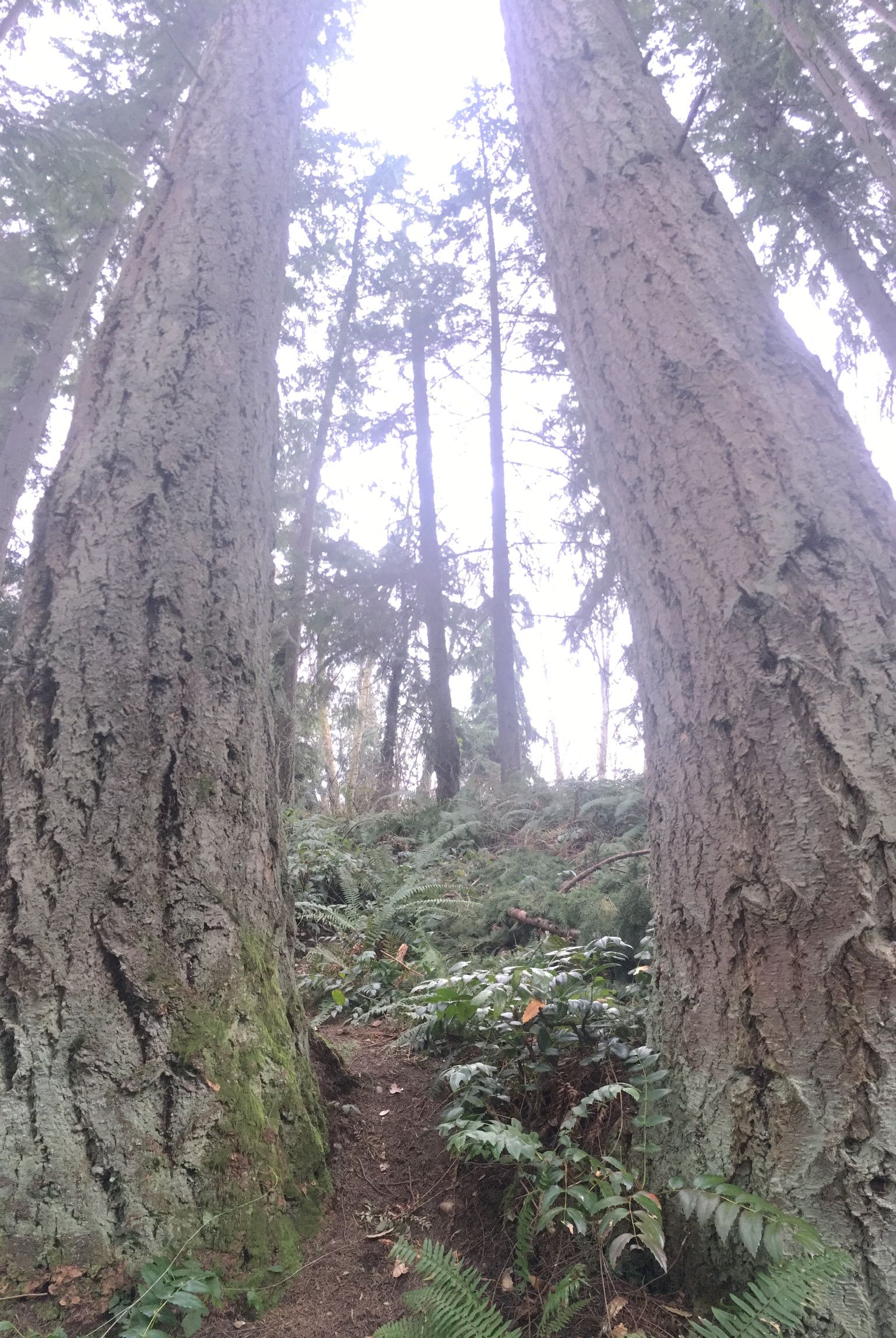 two tall pines with some moss growing at their bases, a small path in between both trees. trees are surrounded on the forest floor by gerns, vines, and other trees.