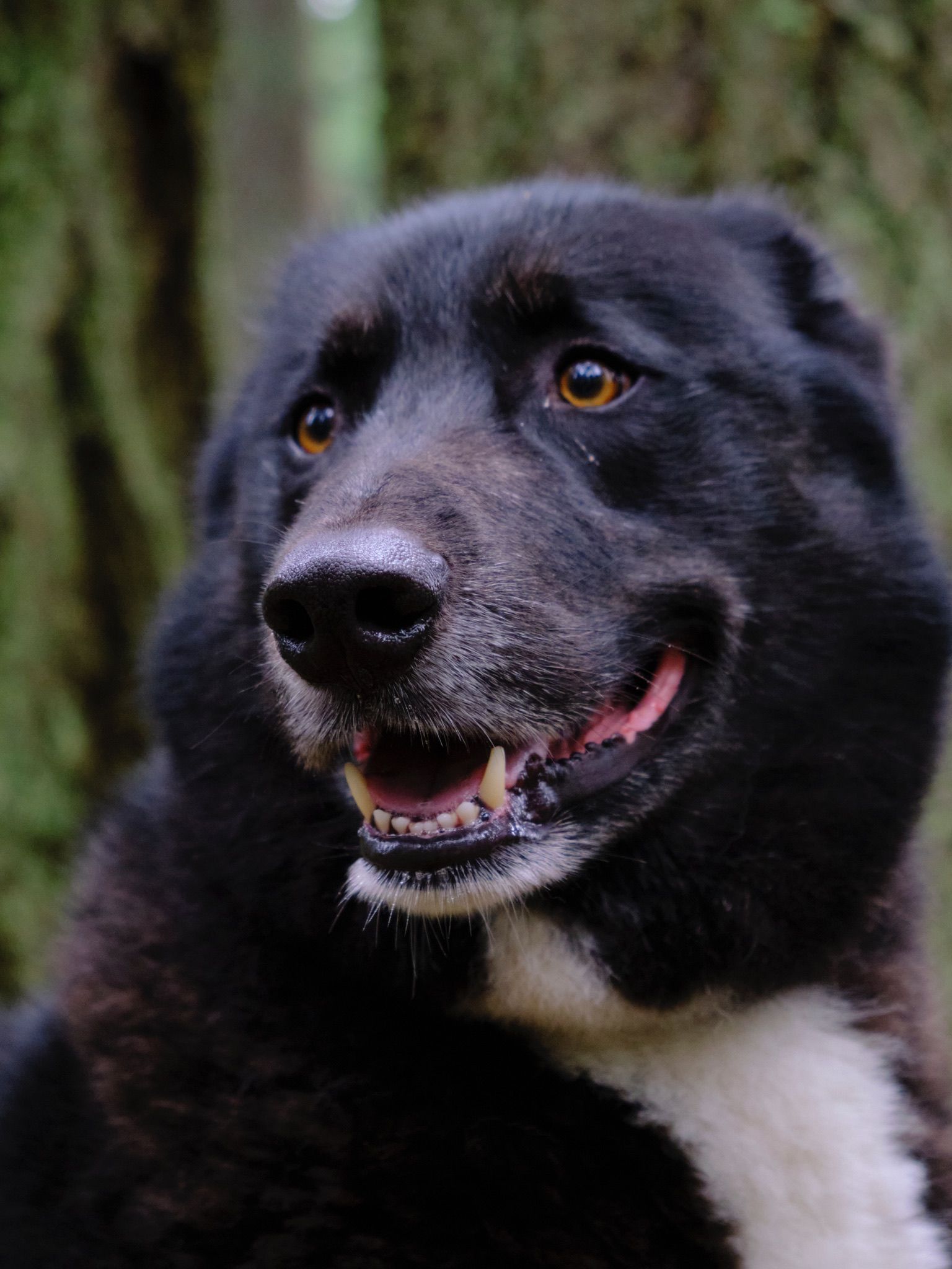 portrait of Ernest, big dog who is mostly black with a white chin and white middle part of his neck and belly. He has golden eyes and his mouth is partially open with a big tongue hanging inside.