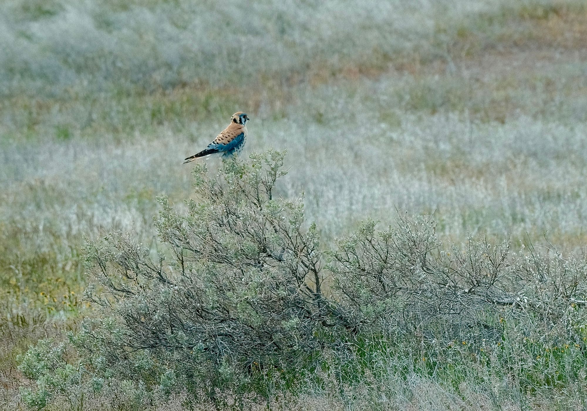 Male American Kestral falcon sits atop tall sage brush looking away and to his left, background is blurry dry grasses. Spotted in the Painted Hills Monument area in Oregon.