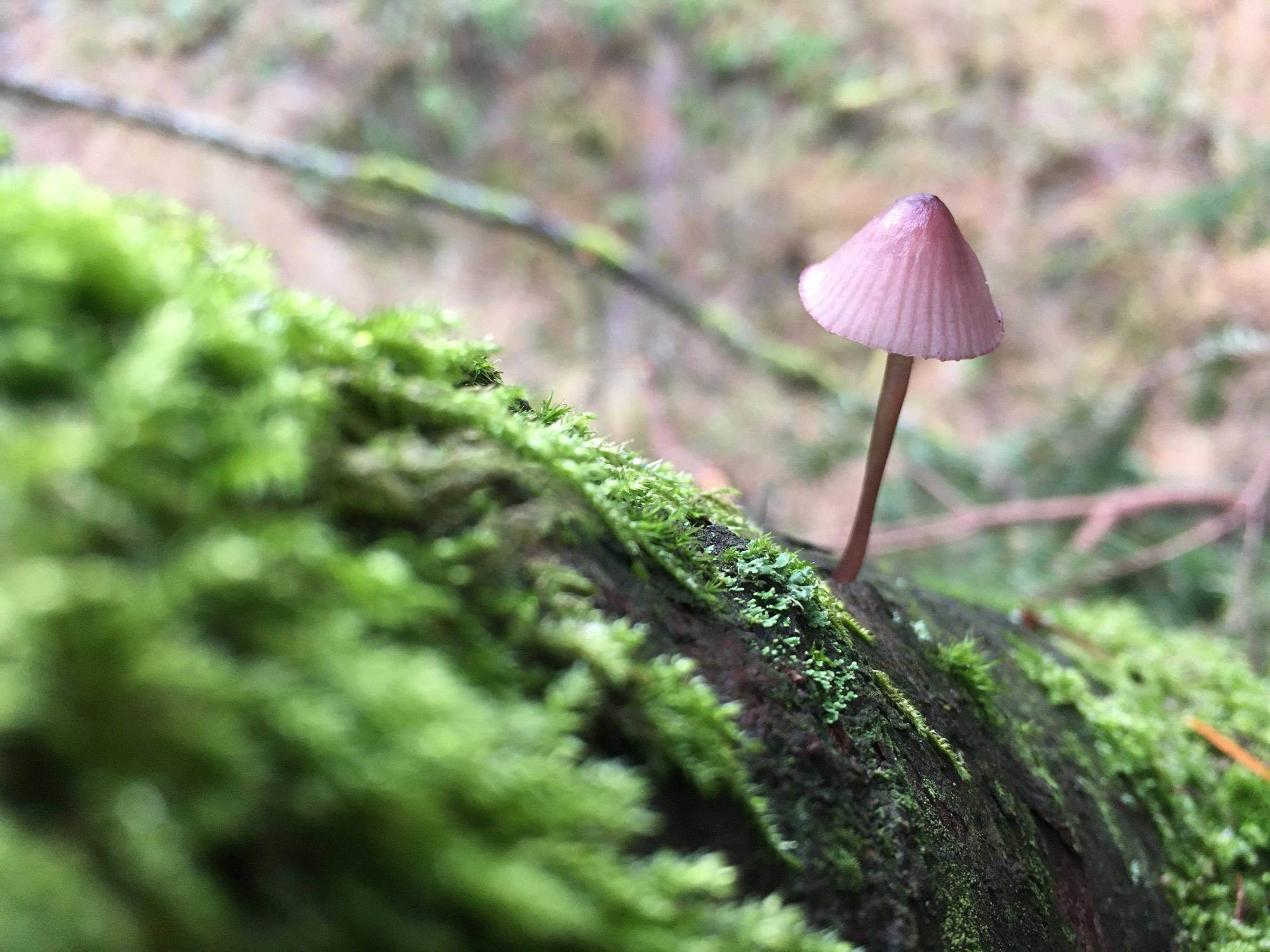 a close up of a tiny mushroom with a thin stalk and umbrella-like cap, growing on a moss covered log