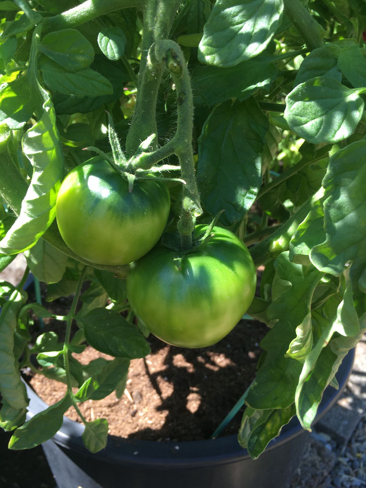 two medium sized green tomatoes on bushy tomato plant planted into black container seen at bottom. sun is hitting plant.