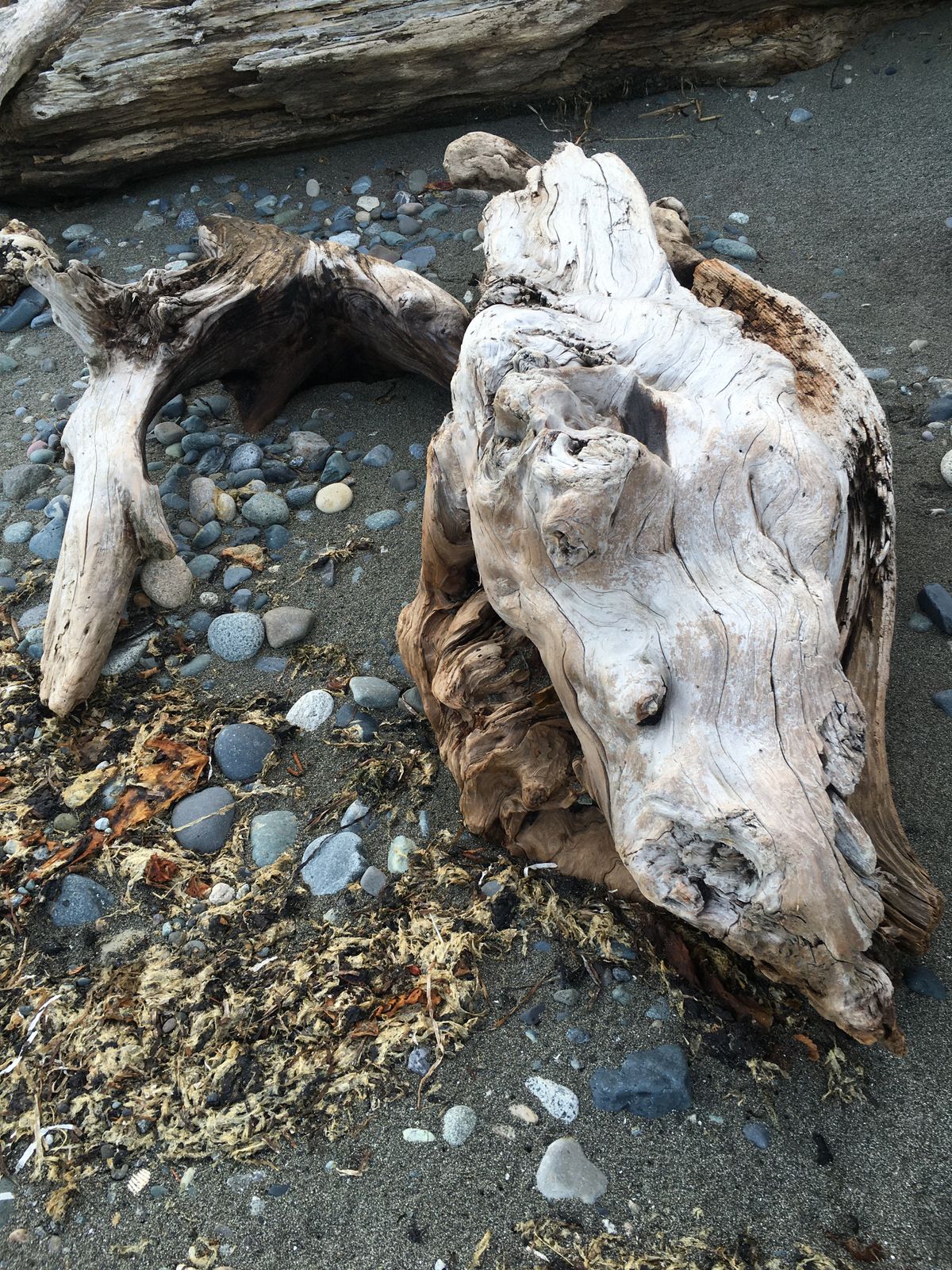 somewhat skull- and bone-shaped medium-sized driftwood lays atop sand along with rocks and dried kelp detritus 