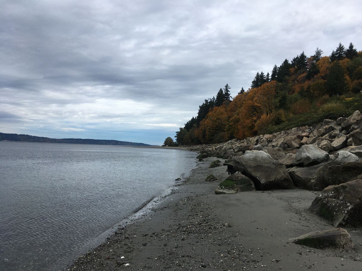 calm Puget Sound waters at the beach with sand but mostly boulders. overcast sky, autumn colored trees.